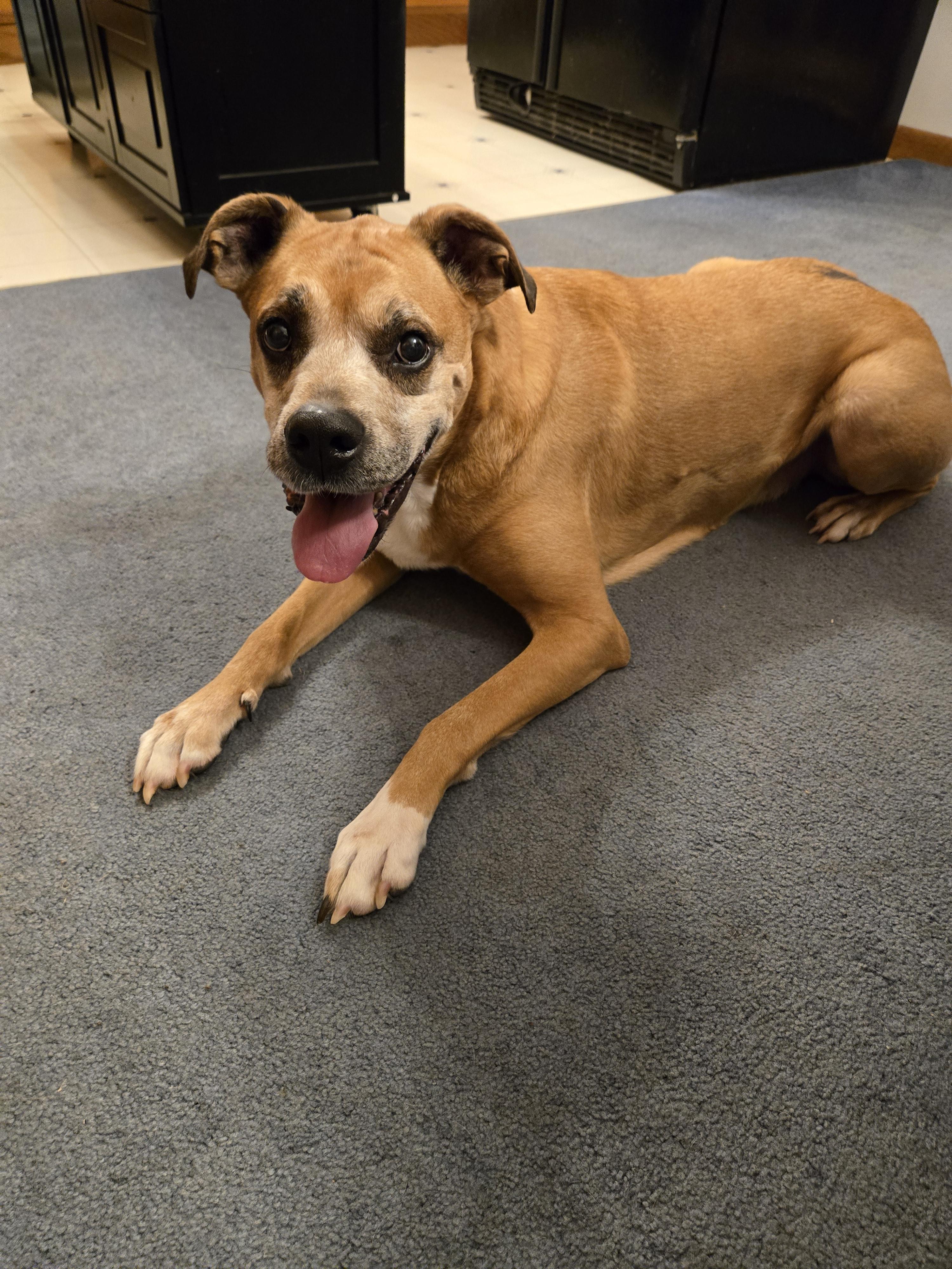 Enlarge Duke.   tinycauseadopt@gmail.com, a Adoptable Boxer in Vandergrift, PA image 2/5