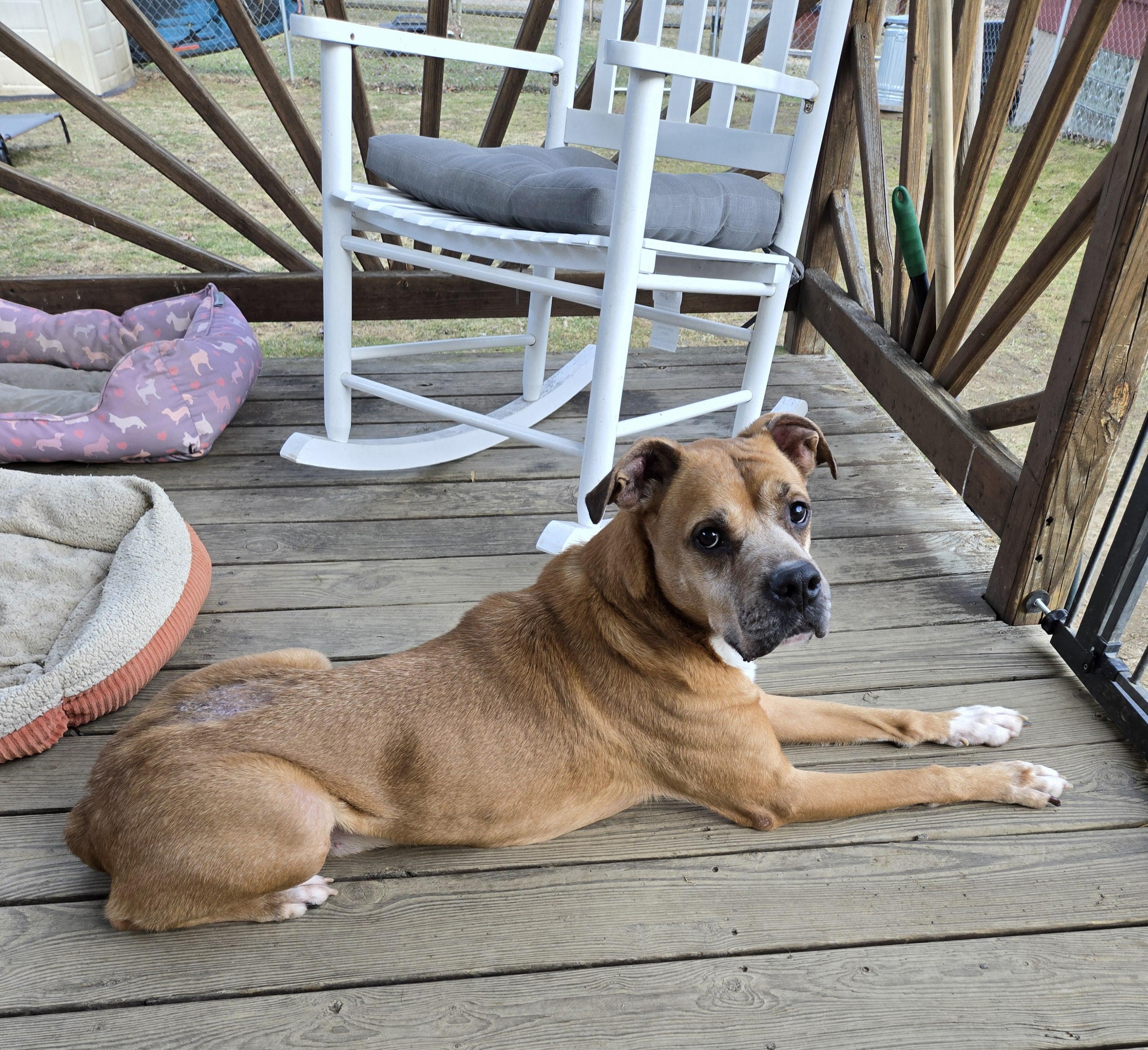 Duke. tinycauseadopt@gmail.com, a Adoptable Boxer in Vandergrift, PA image 3/6