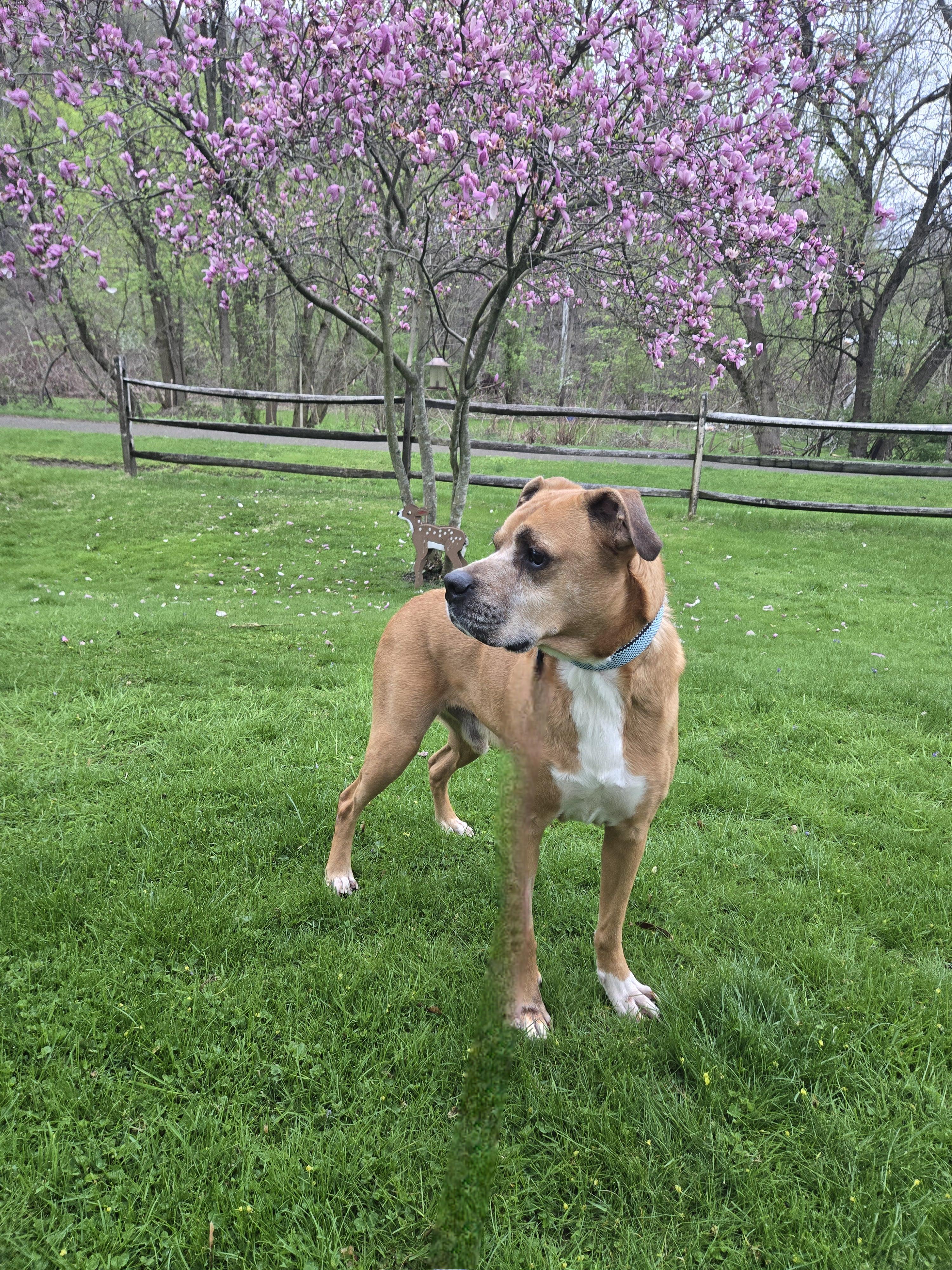 Duke. tinycauseadopt@gmail.com, a Adoptable Boxer in Vandergrift, PA image 2/6