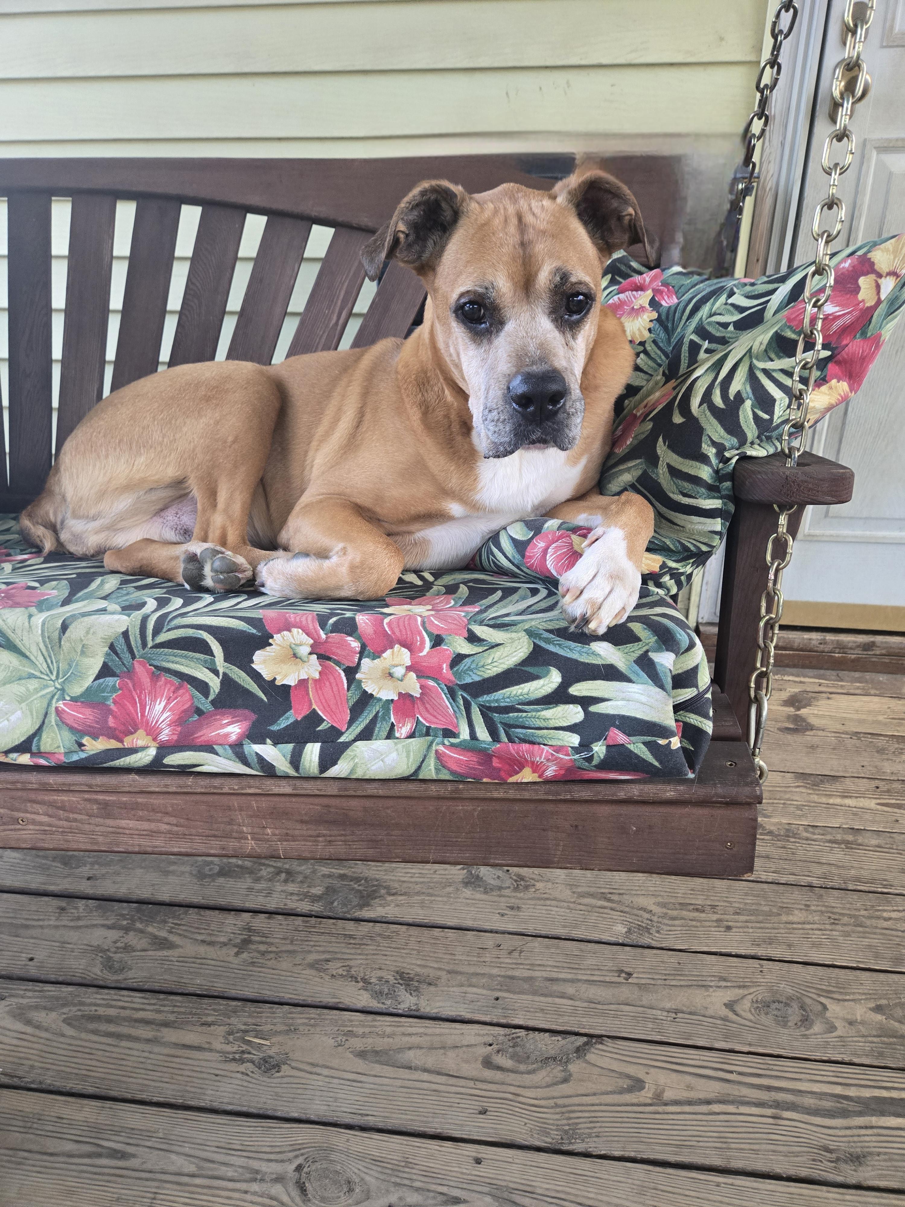 Enlarge Duke.   tinycauseadopt@gmail.com, a Adoptable Boxer in Vandergrift, PA image 1/6