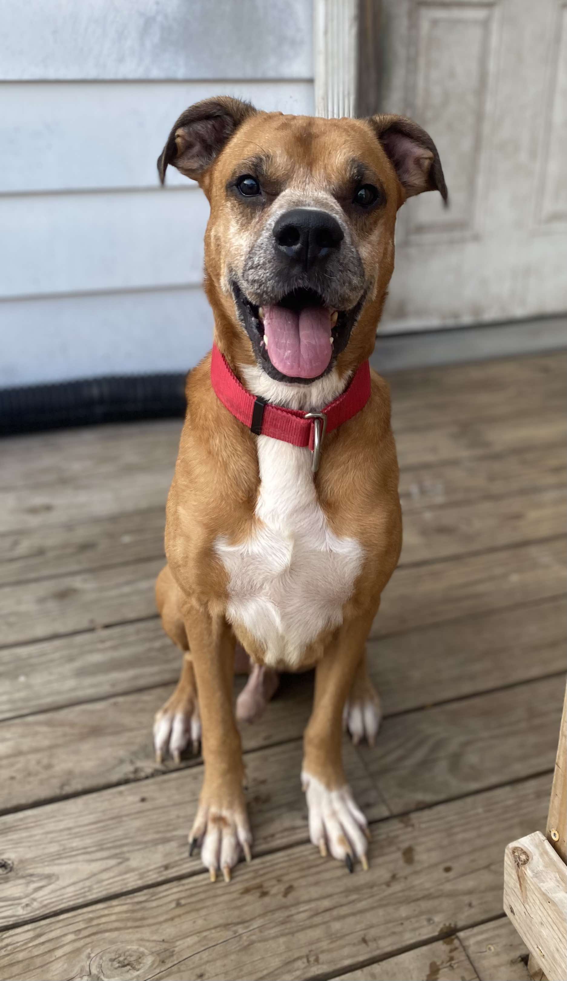 Duke. tinycauseadopt@gmail.com, a Adoptable Boxer in Vandergrift, PA image 6/6