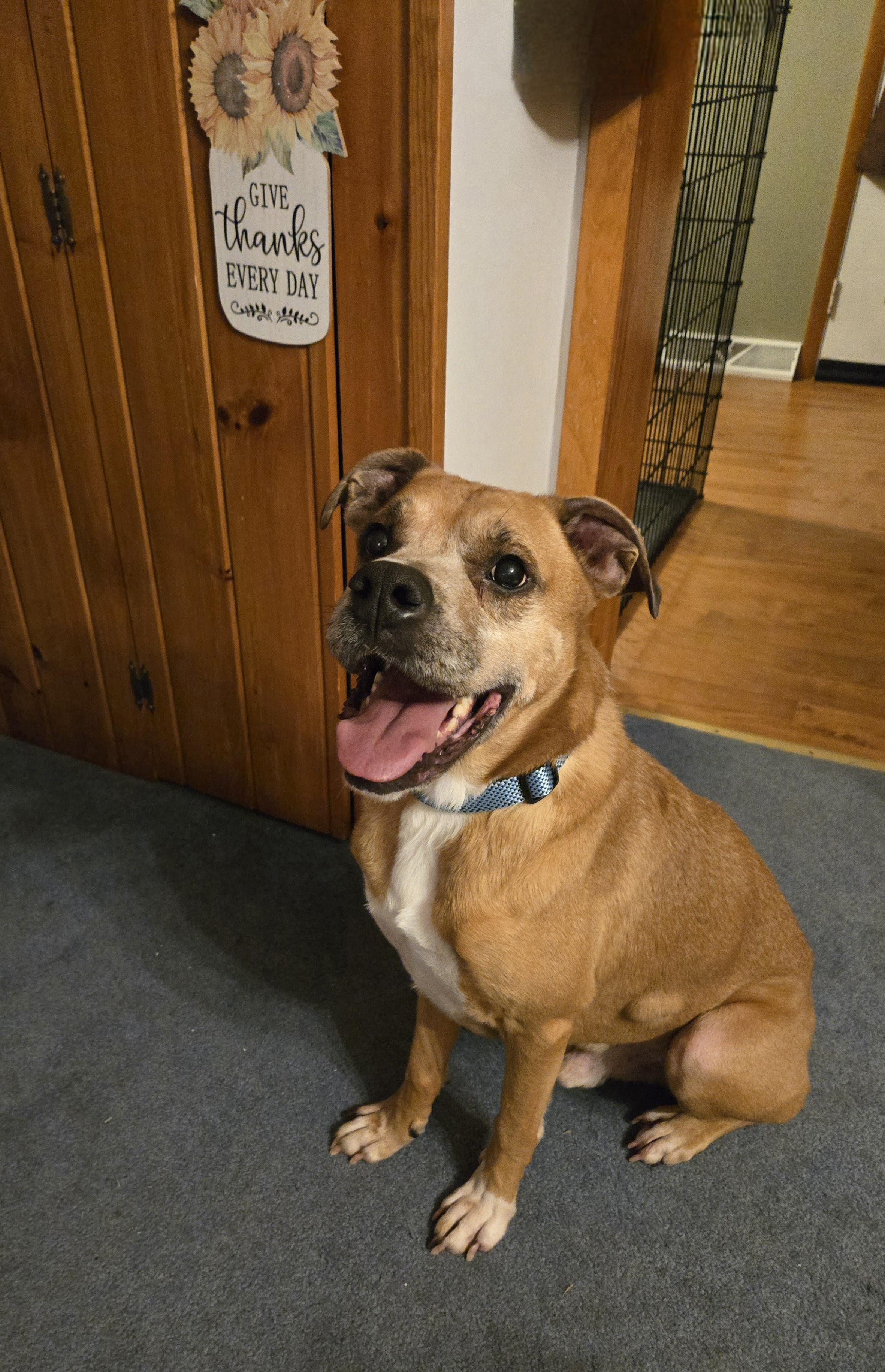 Duke. tinycauseadopt@gmail.com, a Adoptable Boxer in Vandergrift, PA image 4/6