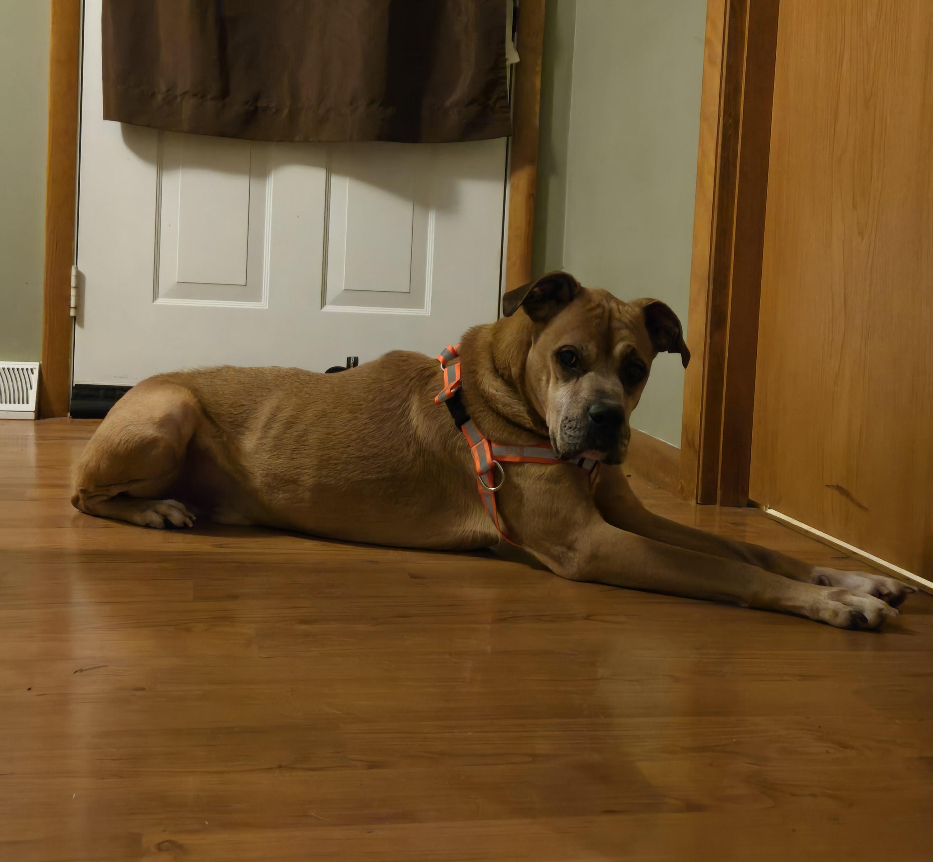 Duke. tinycauseadopt@gmail.com, a Adoptable Boxer in Vandergrift, PA image 5/6