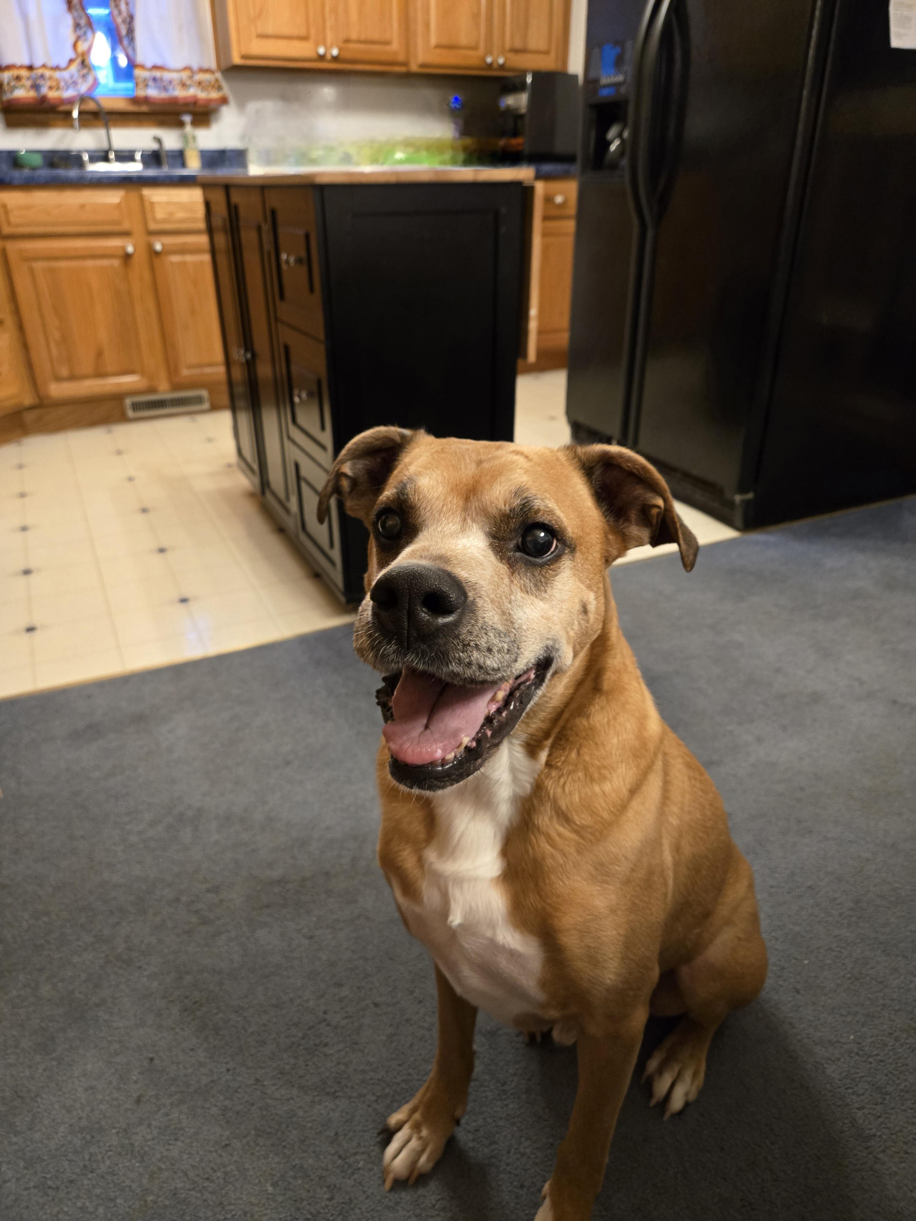 Enlarge Duke.   tinycauseadopt@gmail.com, a Adoptable Boxer in Vandergrift, PA image 1/5