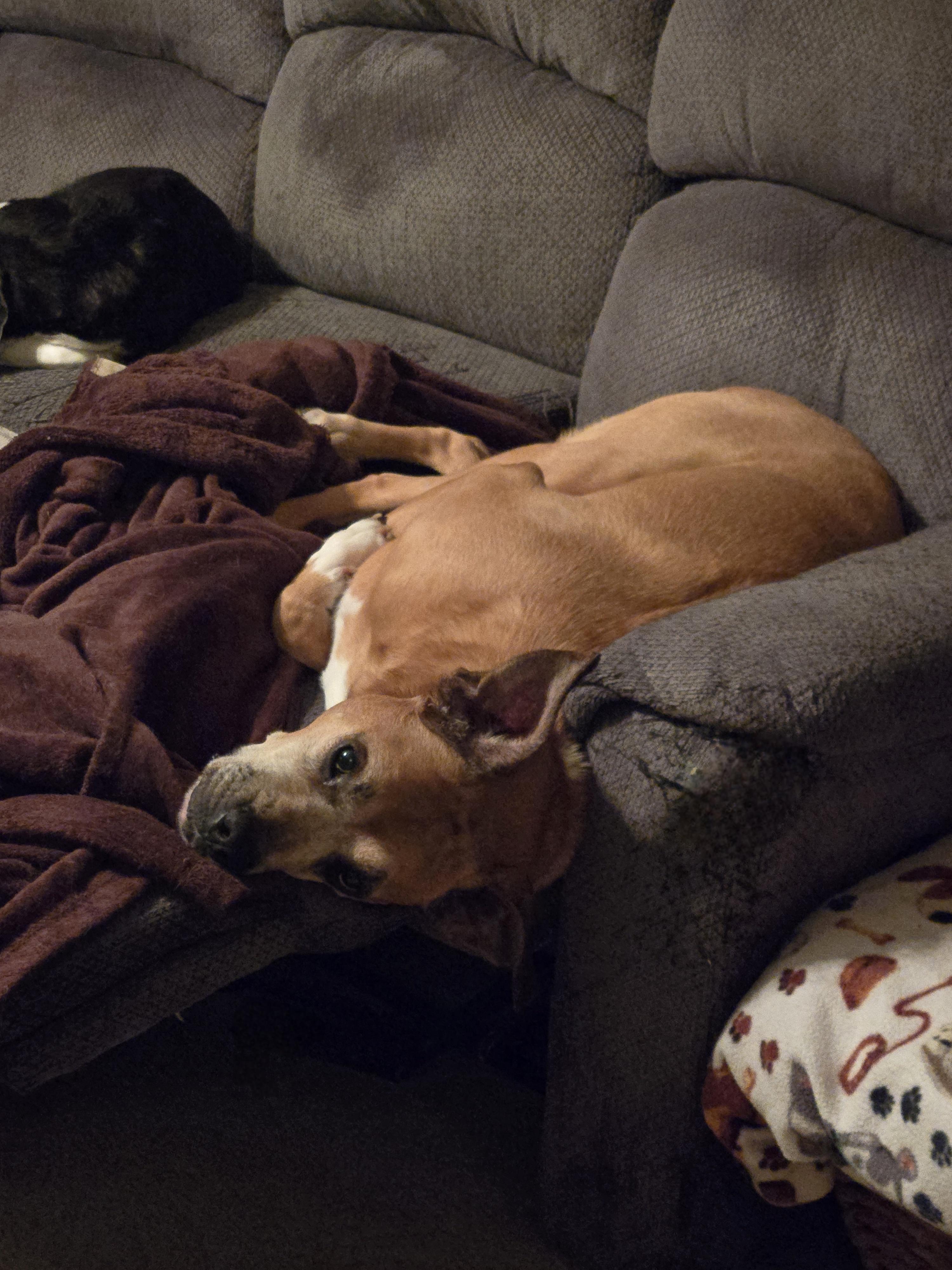 Enlarge Duke.   tinycauseadopt@gmail.com, a Adoptable Boxer in Vandergrift, PA image 2/6