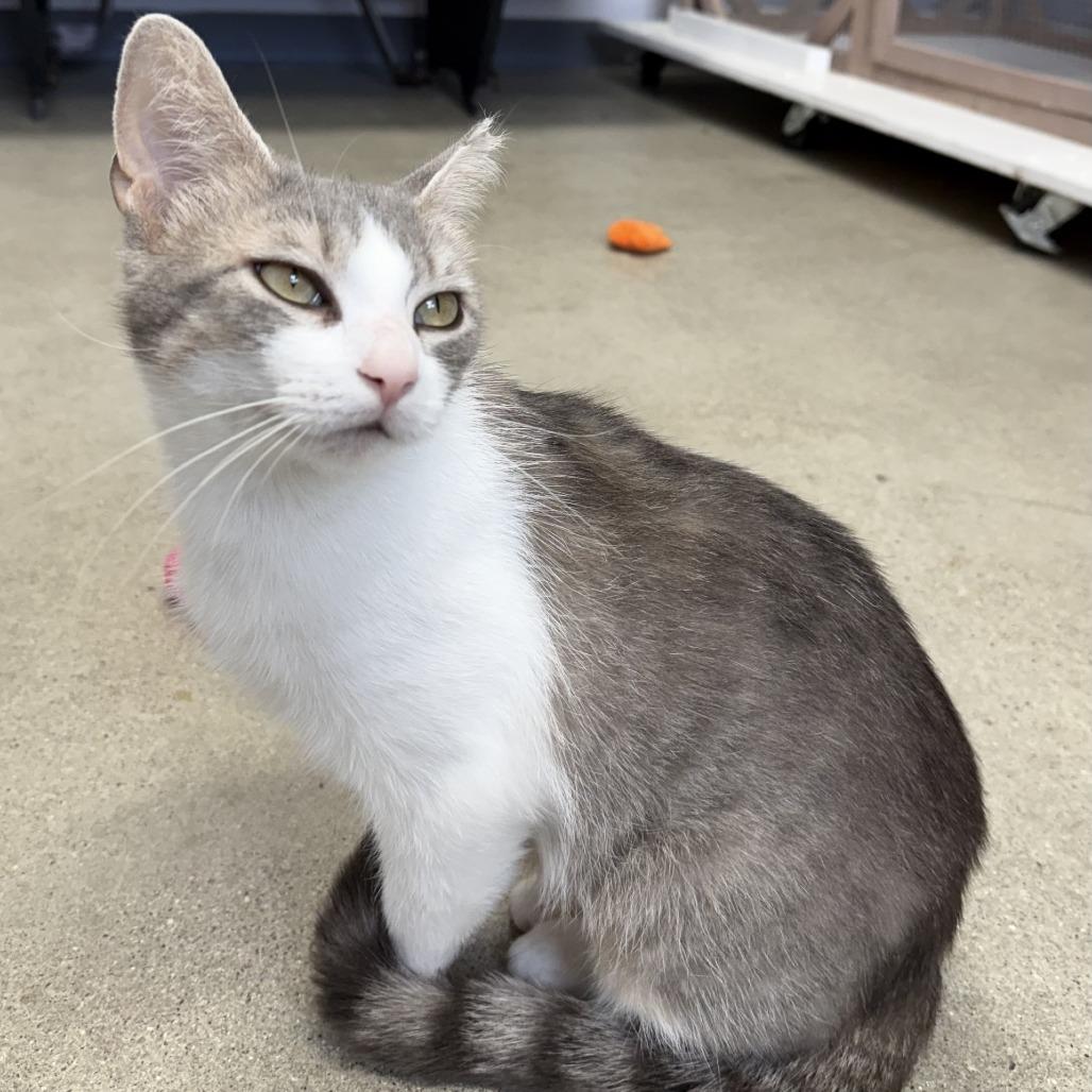 Miss Grey, Adoptable, Young Female Domestic Short Hair.