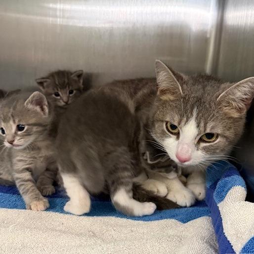 Enlarge Miss Grey, a Adoptable Domestic Short Hair in Archbold , OH image 2/2