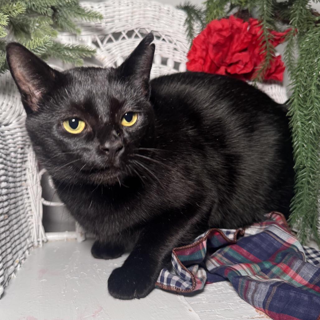 Enlarge Road House FIV+ 8928, a Adoptable Domestic Short Hair in Lansing, MI image 1/5