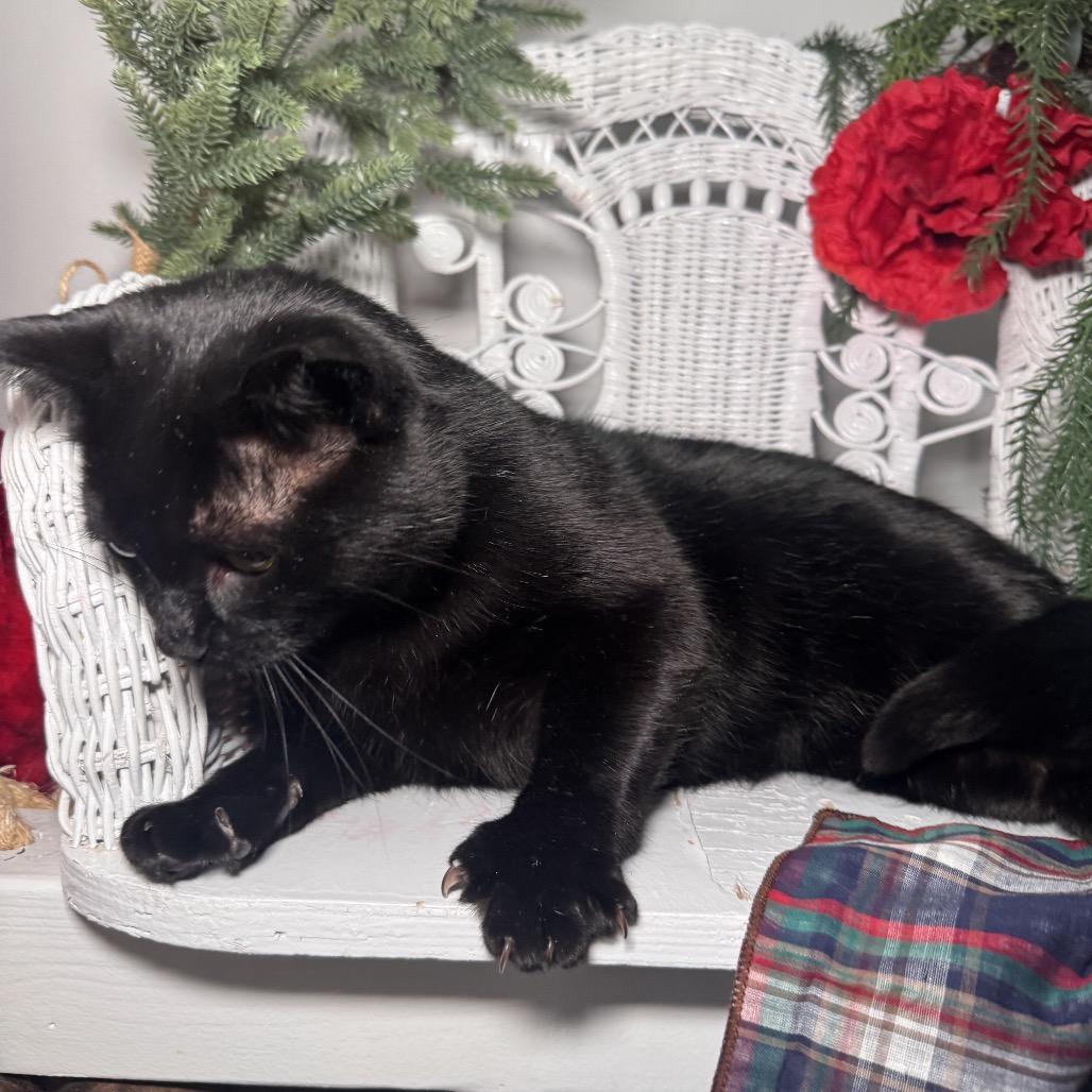 Enlarge Road House FIV+ 8928, a Adoptable Domestic Short Hair in Lansing, MI image 2/5