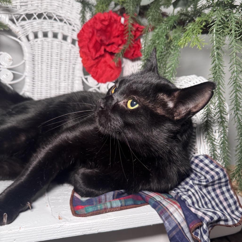 Enlarge Road House FIV+ 8928, a Adoptable Domestic Short Hair in Lansing, MI image 3/5