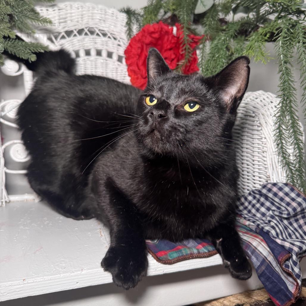 Enlarge Road House FIV+ 8928, a Adoptable Domestic Short Hair in Lansing, MI image 4/5