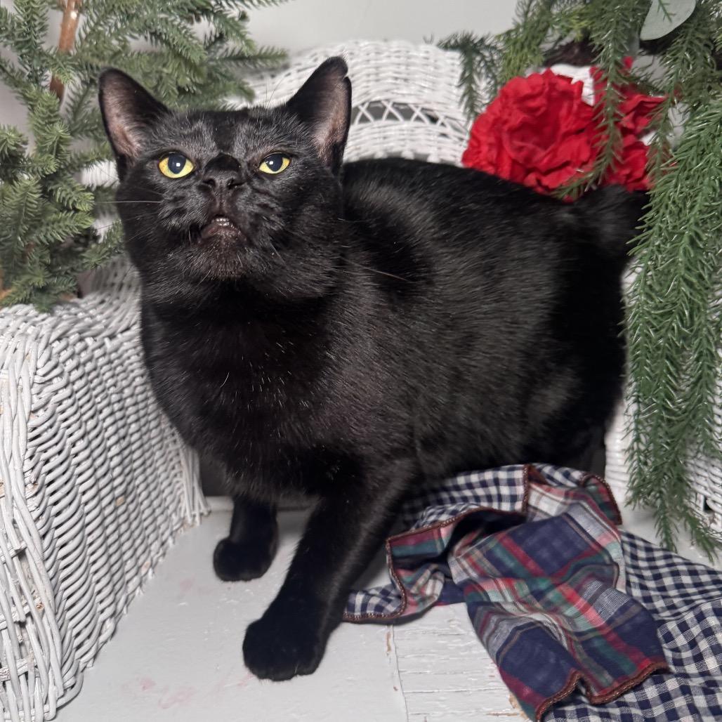 Enlarge Road House FIV+ 8928, a Adoptable Domestic Short Hair in Lansing, MI image 5/5