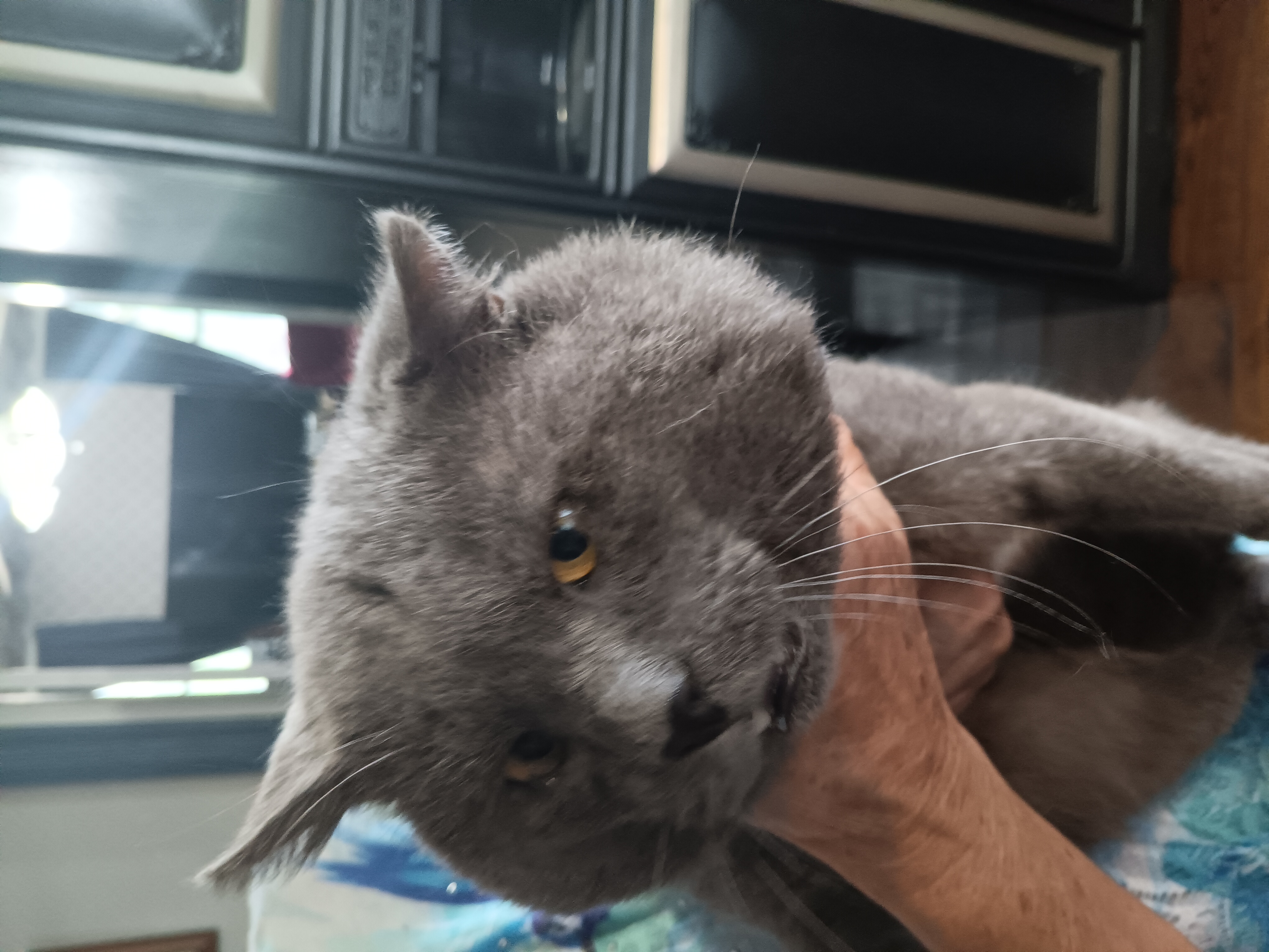 Stormy, an adopted Domestic Short Hair in Glenville, WV_image-1