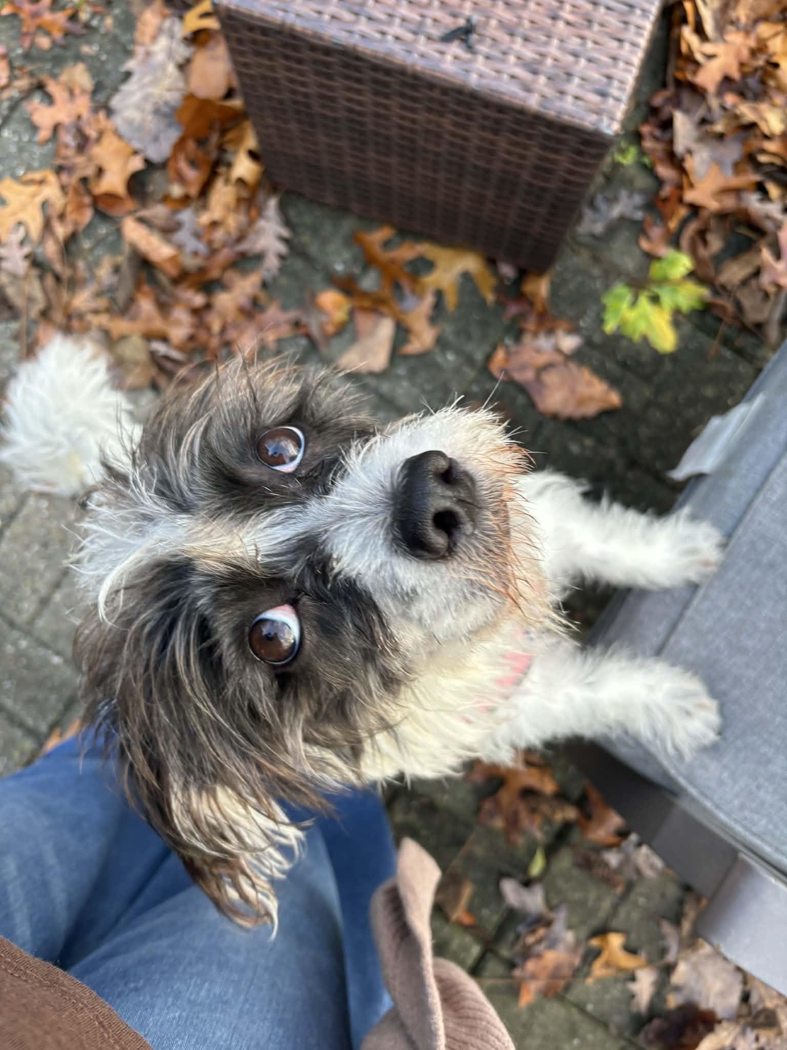 Enlarge Mia, a ADOPTABLE mixed breed in Cresco, PA image 4/6