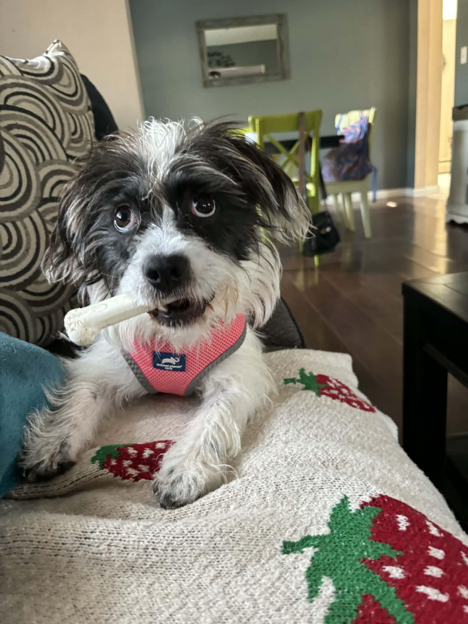 Enlarge Mia, a ADOPTABLE mixed breed in Cresco, PA image 6/6