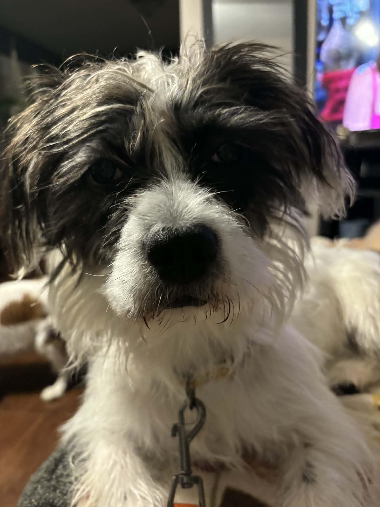 Enlarge Mia, a ADOPTABLE mixed breed in Cresco, PA image 2/6