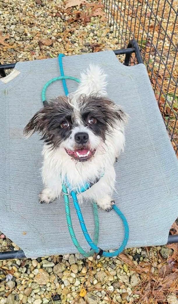 Enlarge Mia, a ADOPTABLE mixed breed in Cresco, PA image 5/6