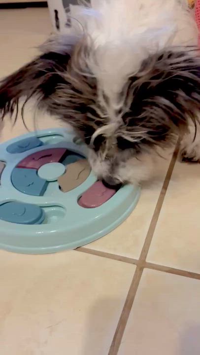 Enlarge Mia, a ADOPTABLE mixed breed in Cresco, PA video 3/6