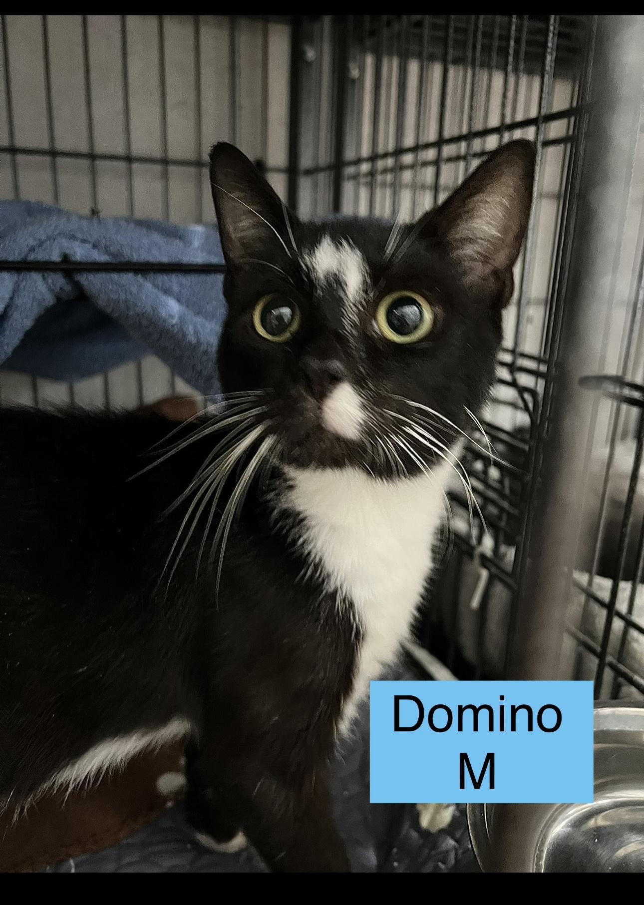 Domino, Adoptable, Young Male Domestic Short Hair.