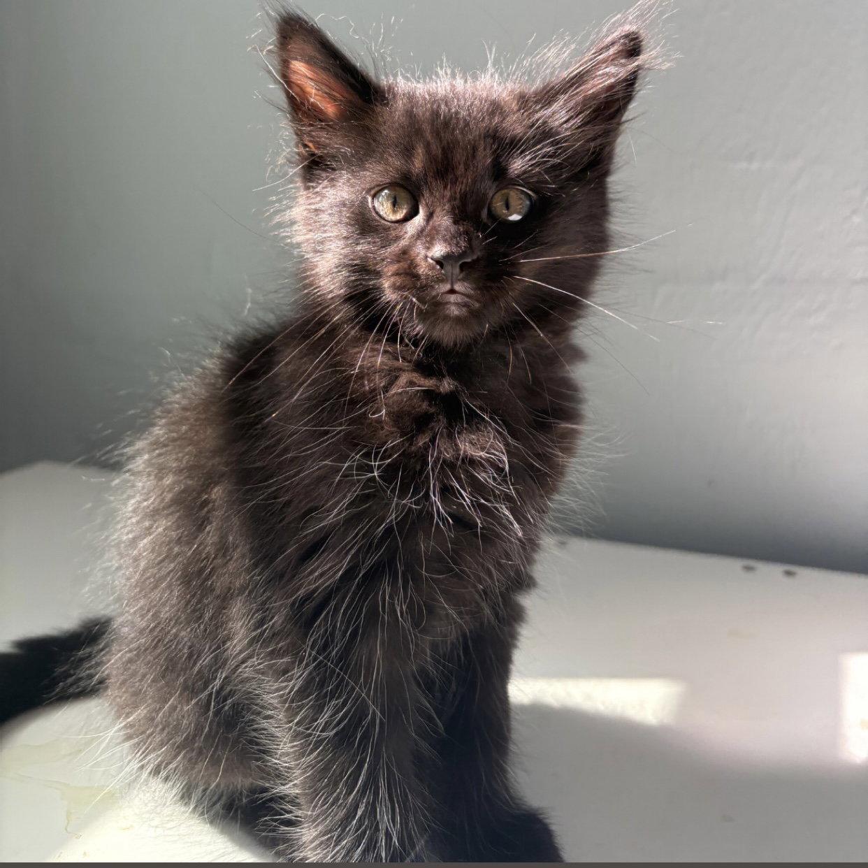 Pumpkin, Adopted, Kitten Female Domestic Medium Hair.