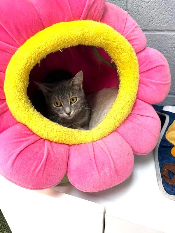 Enlarge RAGATHA, a Adoptable Tabby in Pegram, TN image 1/1