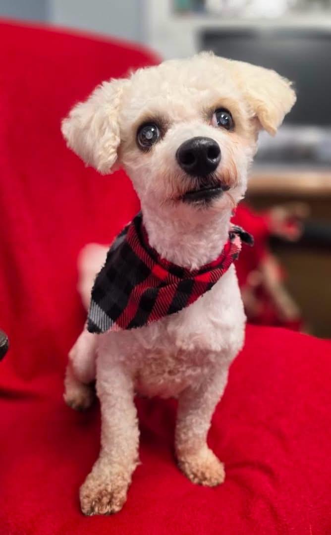 Enlarge Ollie, a Adoptable mixed breed in Lacona, NY image 4/5