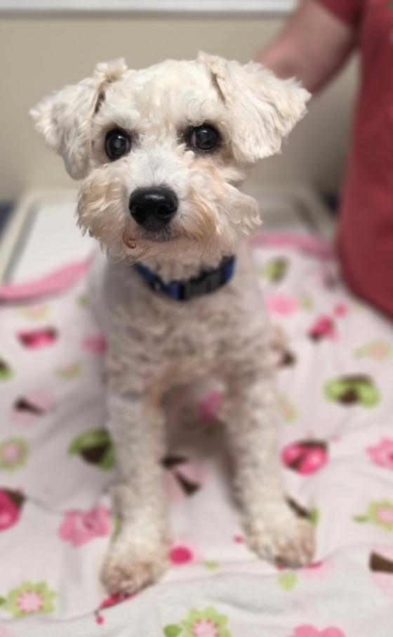 Enlarge Ollie, a Adoptable mixed breed in Lacona, NY image 2/5