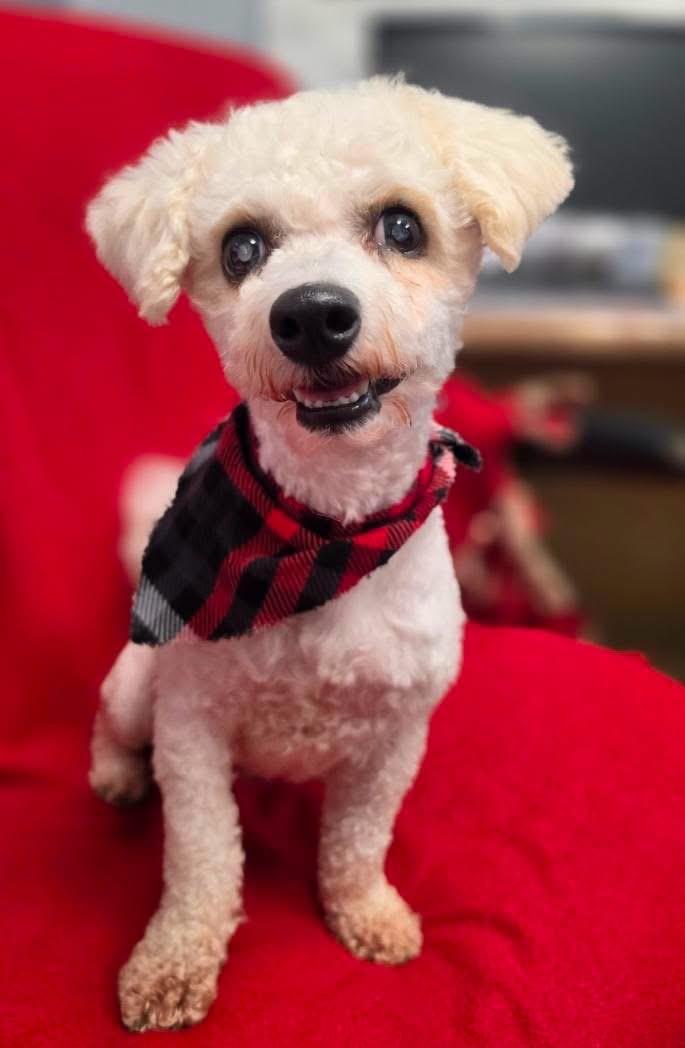 Ollie, Adoptable, Adult Male Maltese & Poodle.