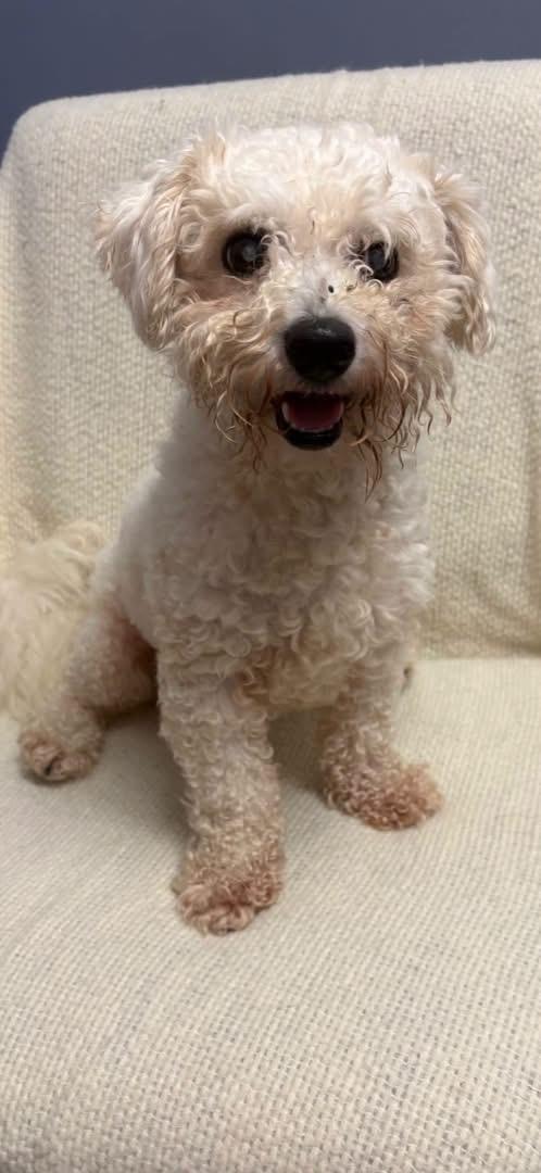 Enlarge Ollie, a Adoptable mixed breed in Lacona, NY image 5/5