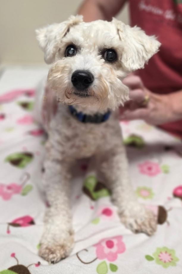Enlarge Ollie, a Adoptable mixed breed in Lacona, NY image 3/5