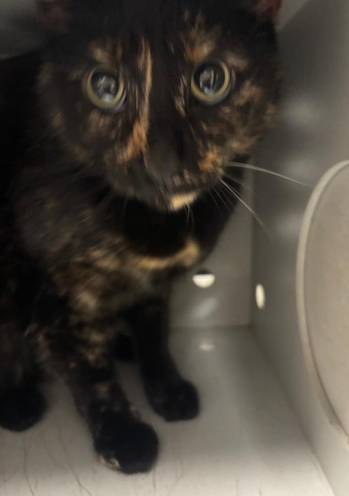 Enlarge Pickles, a Adoptable mixed breed in Greenfield, IN image 1/2