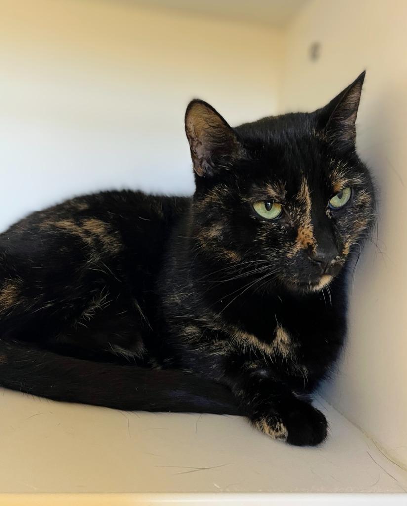 Enlarge Pickles, a Adoptable mixed breed in Greenfield, IN image 2/2