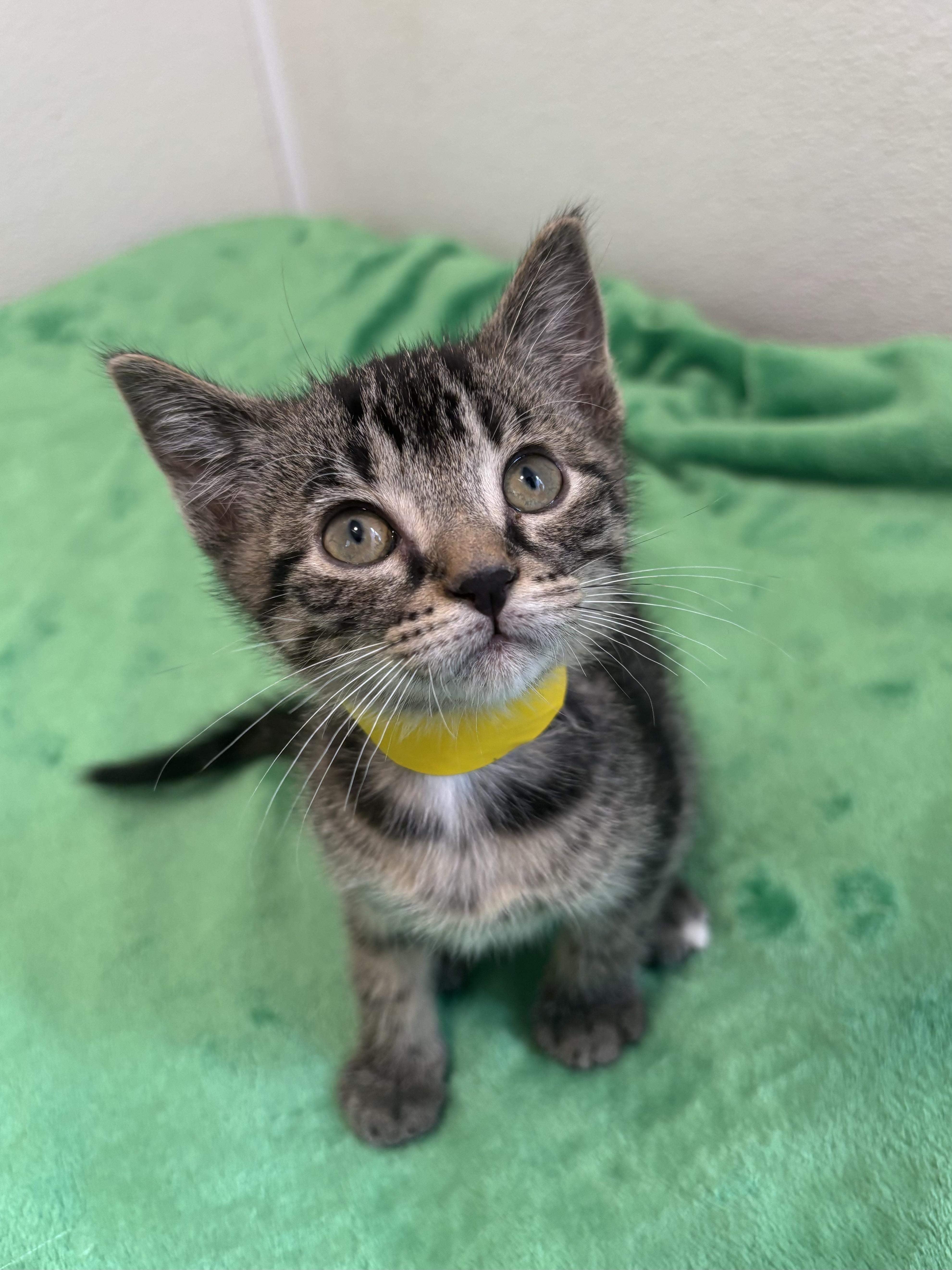 Ranger, Baby Male Domestic Short Hair
