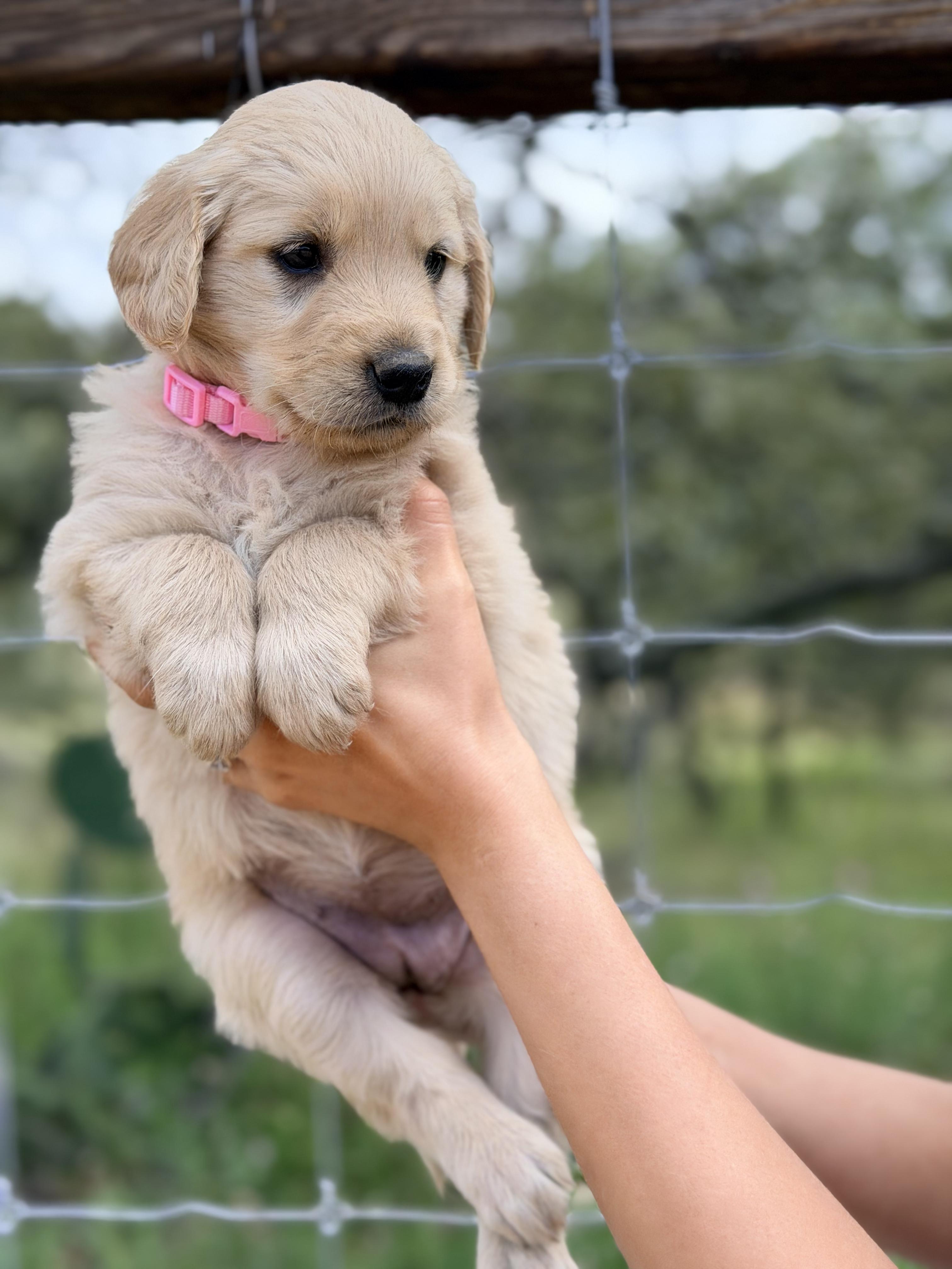 Enlarge Elena, a Adopted Golden Retriever in Willington, CT image 5/6