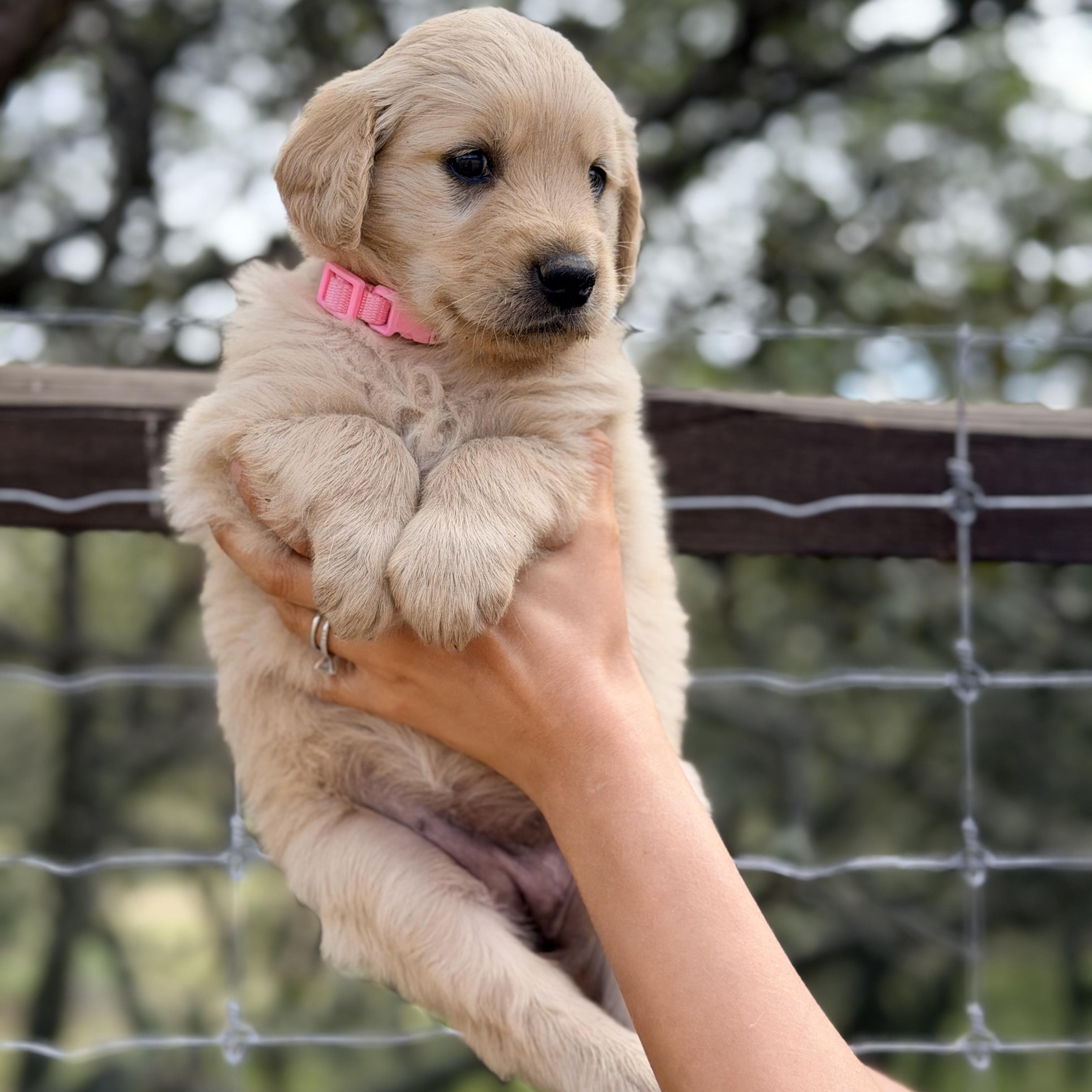 Enlarge Elena, a Adopted Golden Retriever in Willington, CT image 6/6