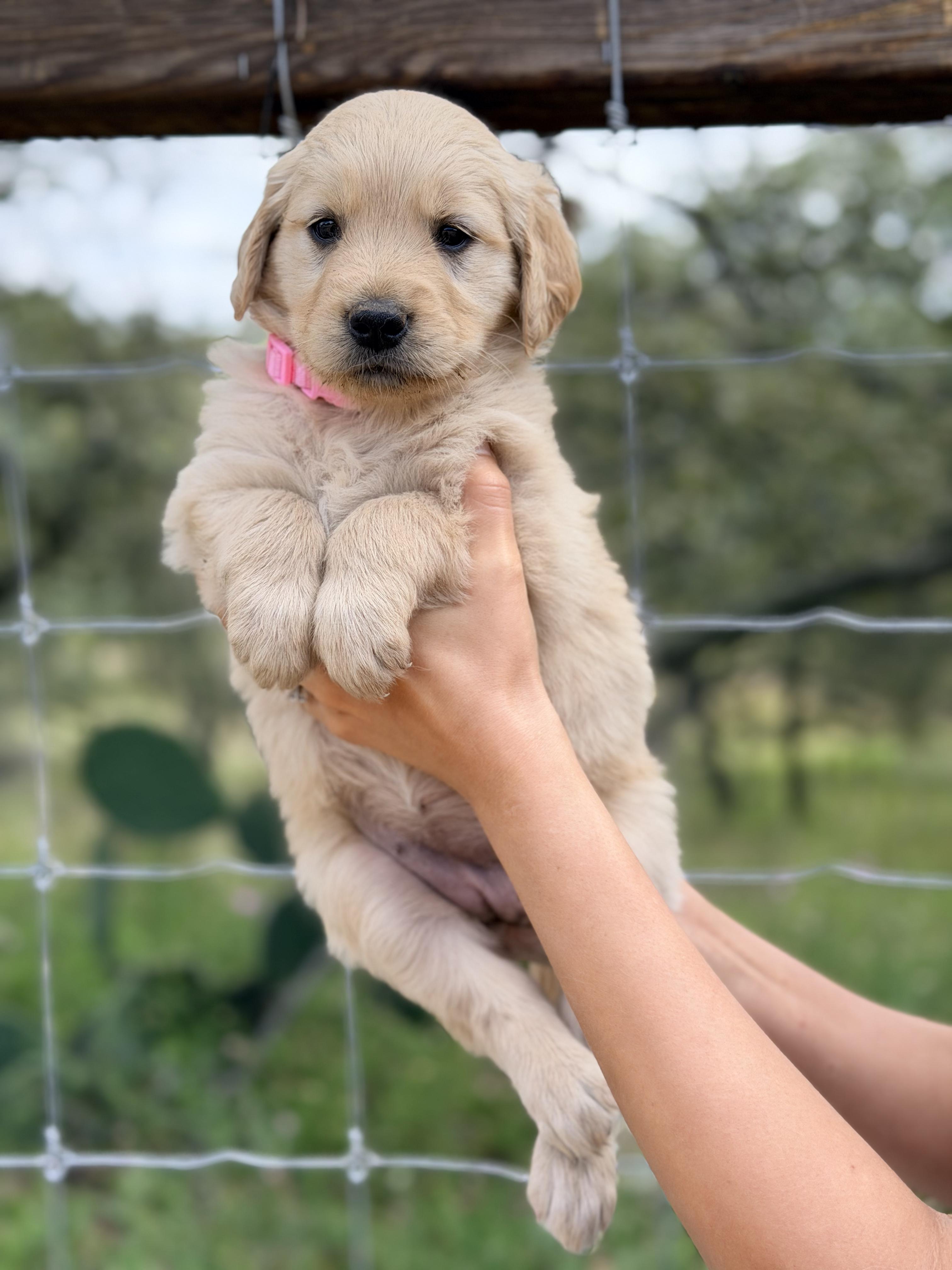 Enlarge Elena, a Adopted Golden Retriever in Willington, CT image 4/6
