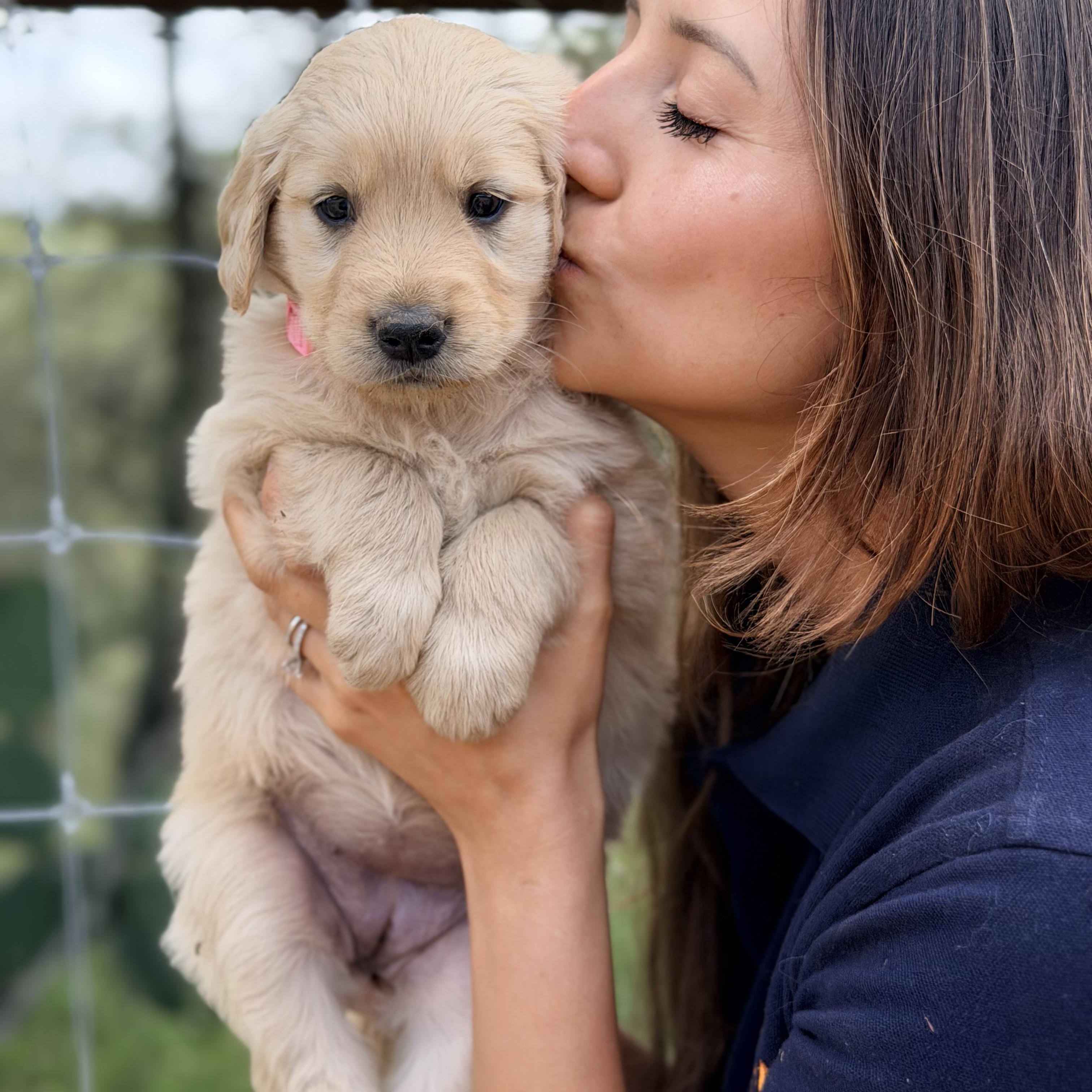 Enlarge Elena, a Adopted Golden Retriever in Willington, CT image 3/6