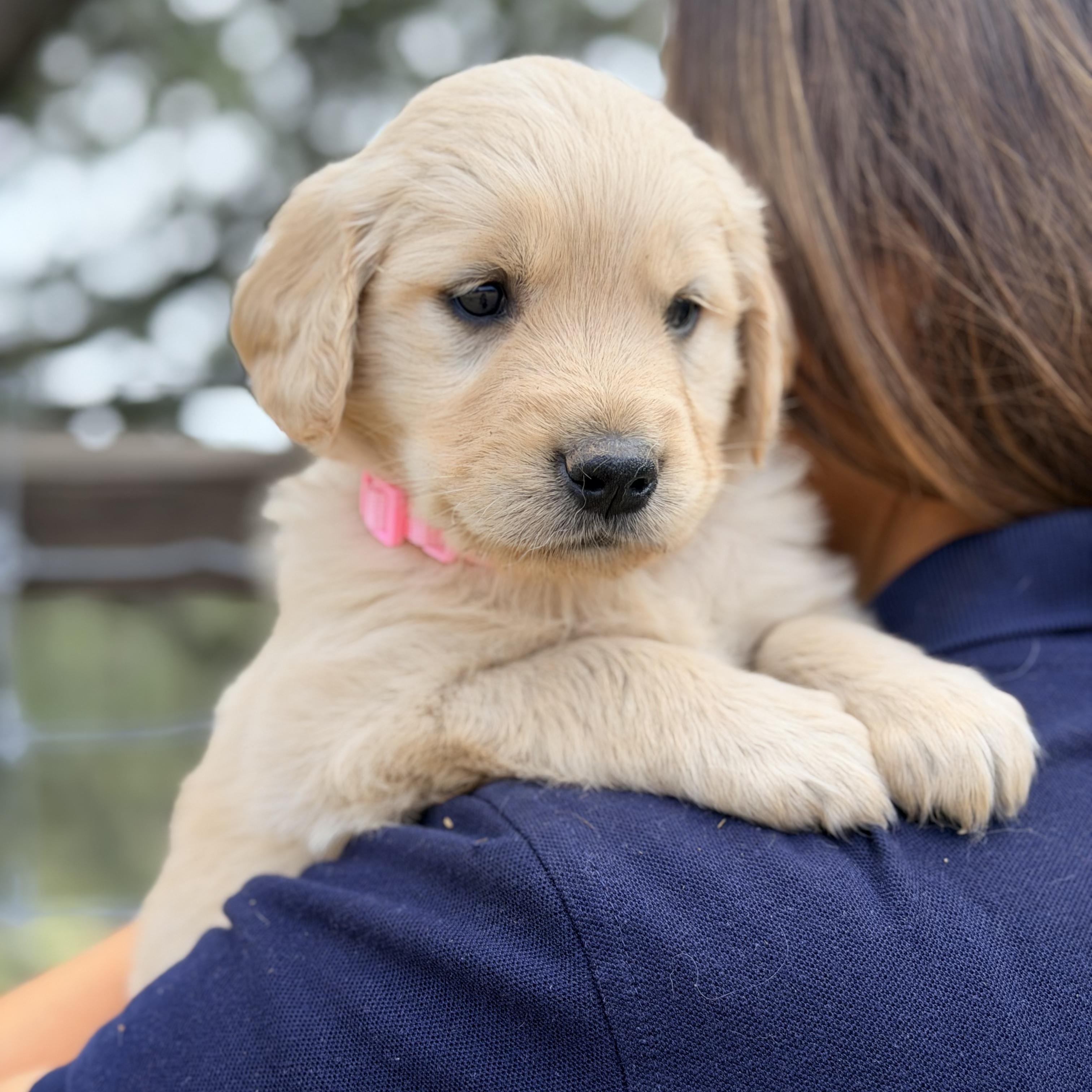 Elena, Adopted, Puppy Female Golden Retriever.