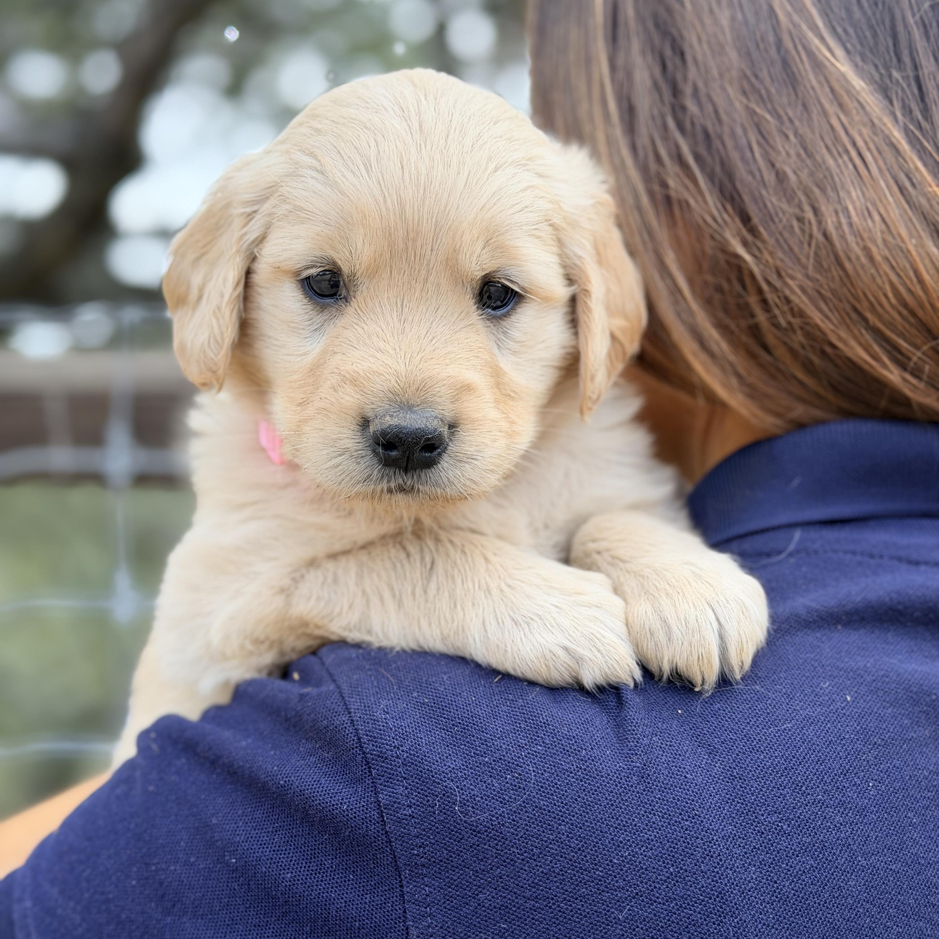 Enlarge Elena, a Adopted Golden Retriever in Willington, CT image 2/6