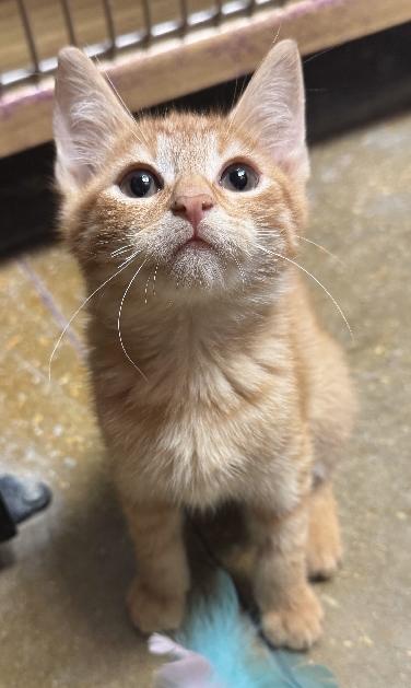 Enlarge Twister, a Adoptable Domestic Short Hair in Lafayette, LA image 3/5