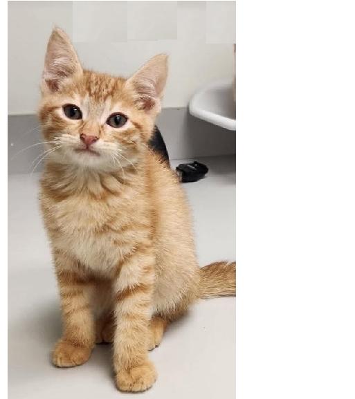 Twister, Adoptable, Kitten Male Domestic Short Hair.