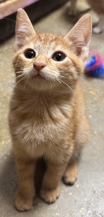Enlarge Twister, a Adoptable Domestic Short Hair in Lafayette, LA image 2/5