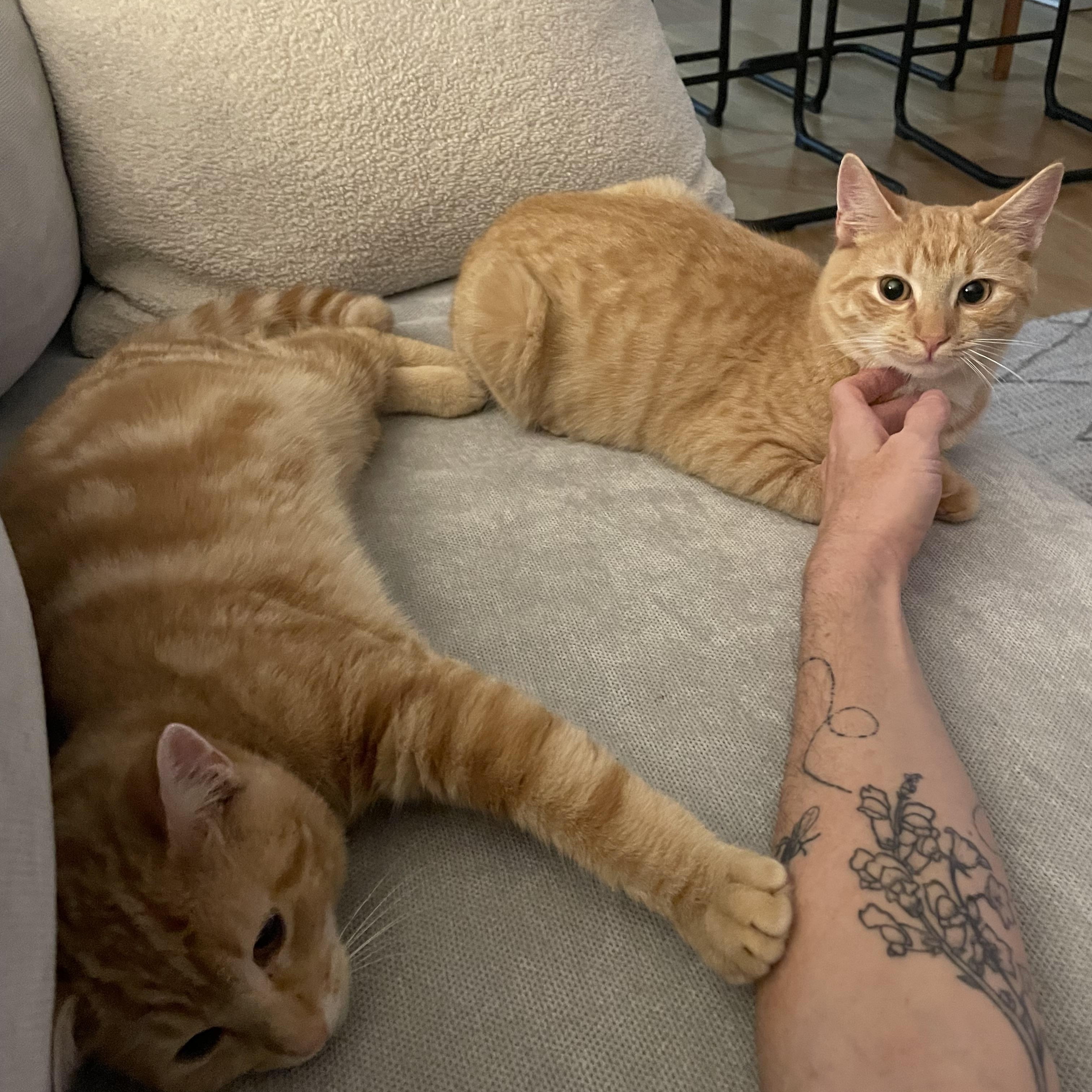 Enlarge Banksy & Conman, a Adoptable American Shorthair in Brooklyn, NY image 2/5