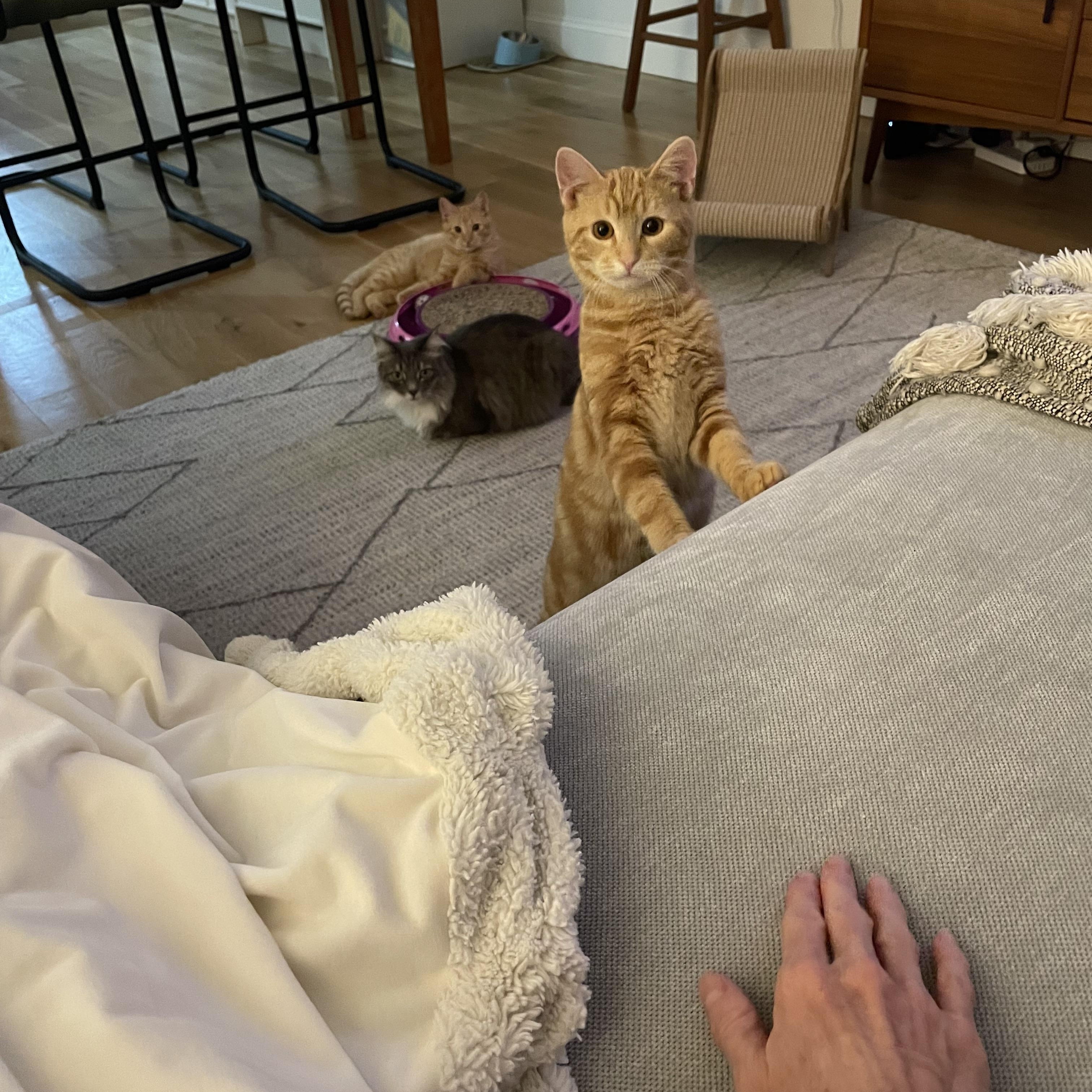 Enlarge Banksy & Conman, a Adoptable American Shorthair in Brooklyn, NY image 5/5