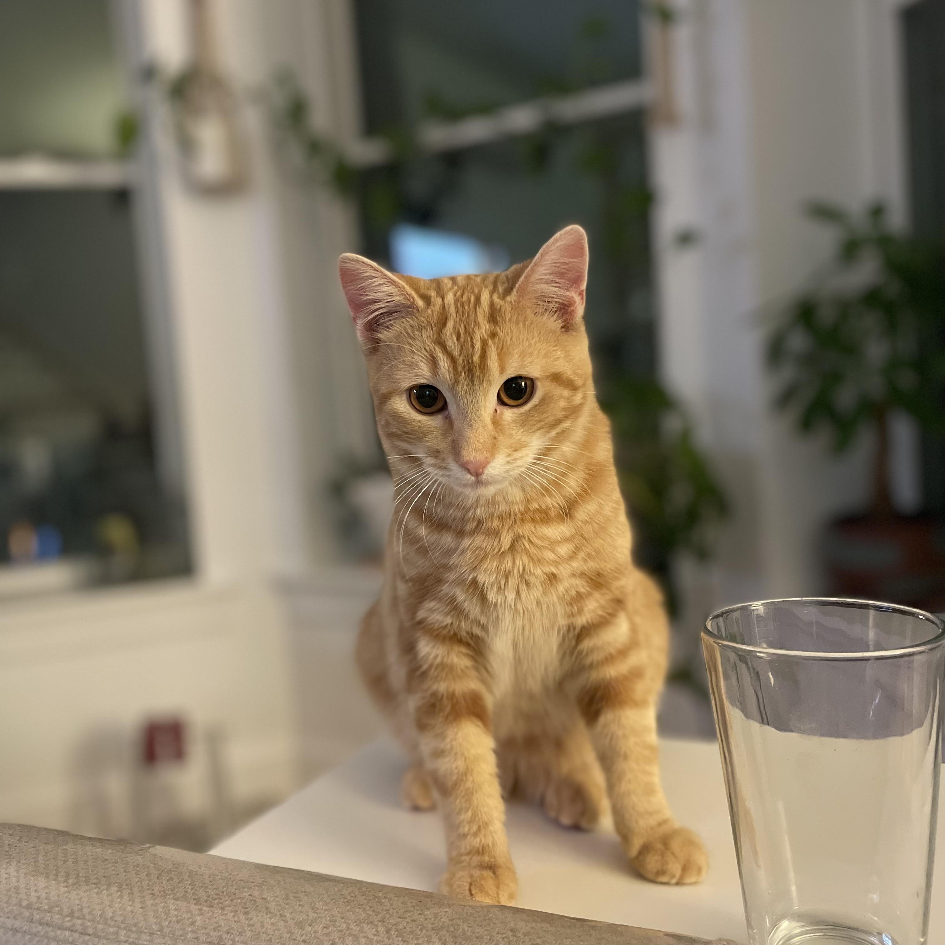 Enlarge Banksy & Conman, a Adoptable American Shorthair in Brooklyn, NY image 3/5