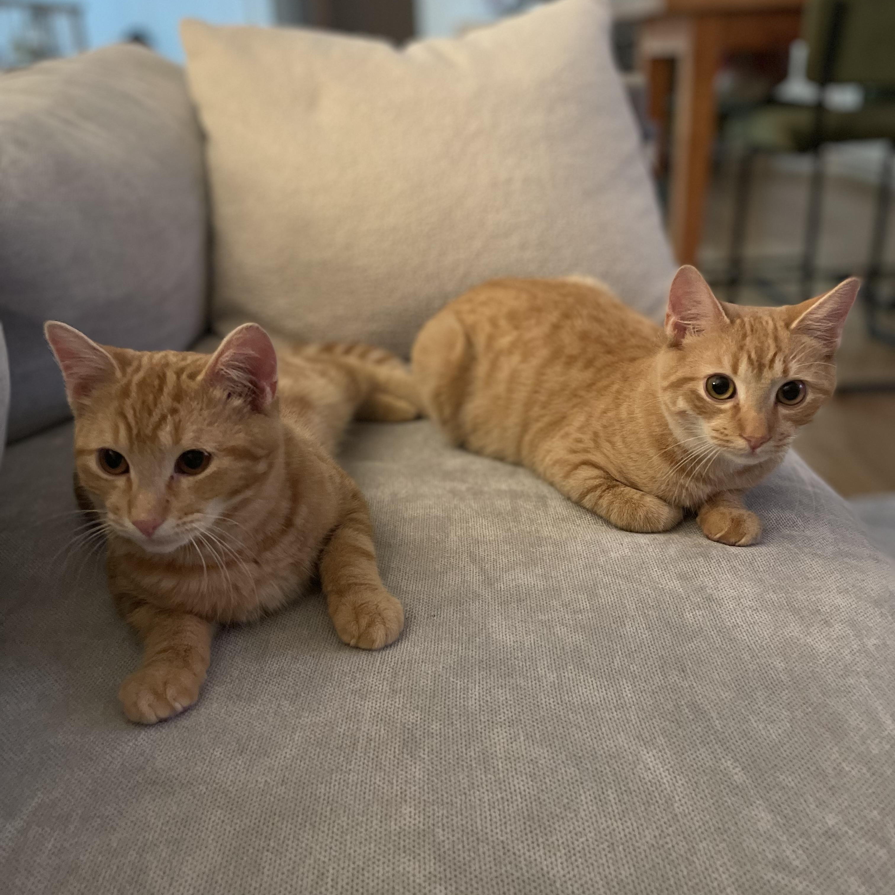 Enlarge Banksy & Conman, a Adoptable American Shorthair in Brooklyn, NY image 4/5