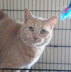 Enlarge Honeybee, a Adopted Domestic Short Hair in Sistersville, WV image 1/3