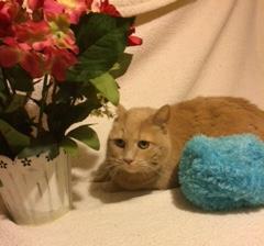 Enlarge Honeybee, a Adopted Domestic Short Hair in Sistersville, WV image 2/3