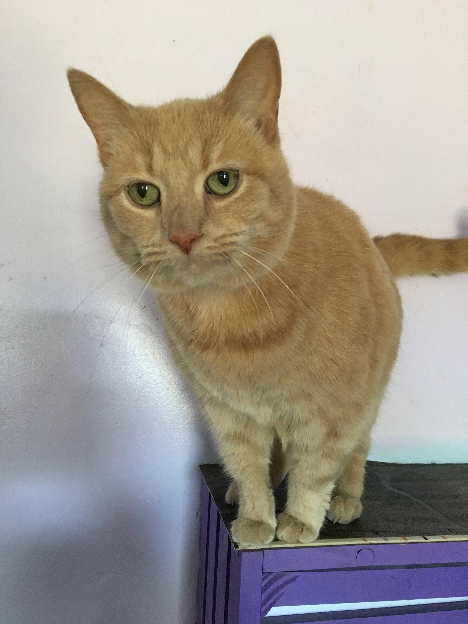 Enlarge Honeybee, a Adopted Domestic Short Hair in Sistersville, WV image 3/3