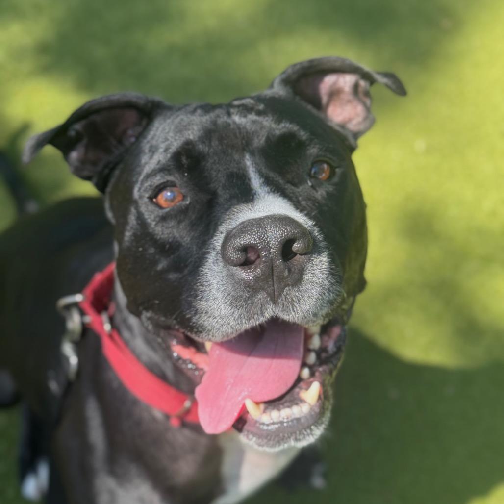 Enlarge Bo, a Adoptable Mixed Breed in Sarasota, FL image 2/6